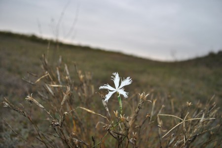 Homoki gyep, kései szekfű (Dianthus serotinus)